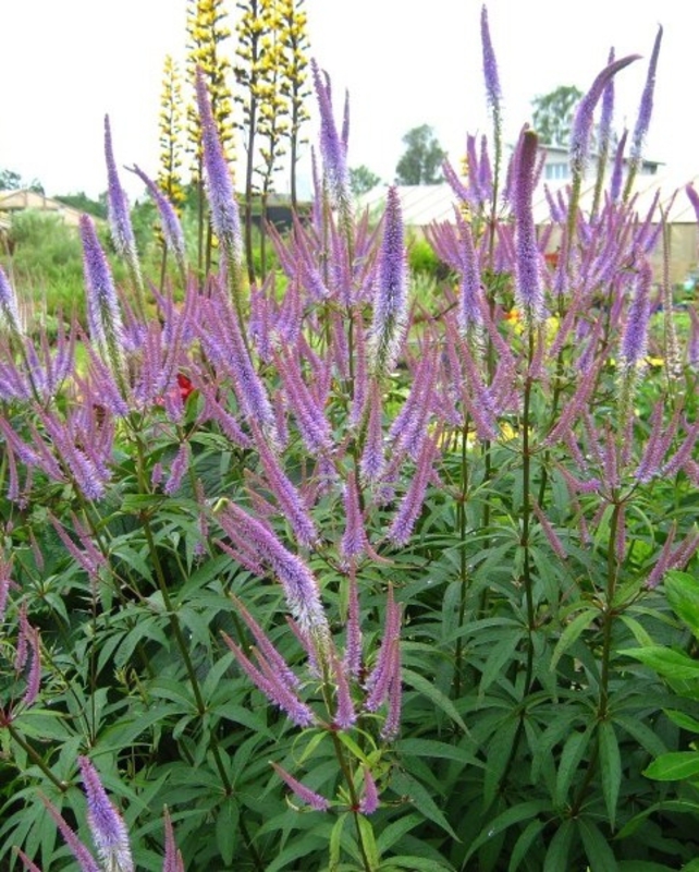 Вероникаструм виргинский (Veronicastrum virginicum 'Veronicastrum')