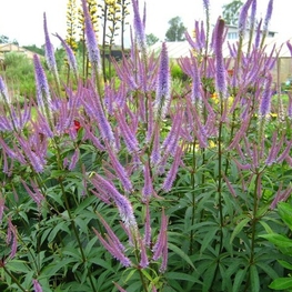 Вероникаструм виргинский (Veronicastrum virginicum 'Veronicastrum')