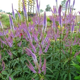 Вероникаструм виргинский "Veronicastrum"