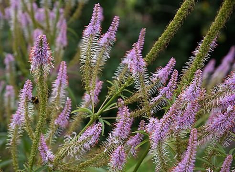 Вероникаструм сибирский (Veronicastrum sibiricum 'Veronicastrum')