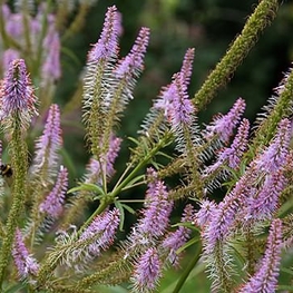 Вероникаструм сибирский "Veronicastrum"