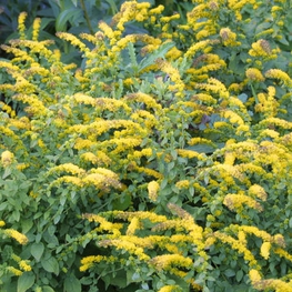 Солидаго опаленный Штраленконе (Solidago caesia 'Strahlencone')