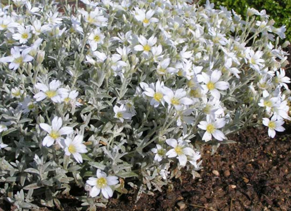 Ясколка войлочная (Cerastium tomentosum 'Cerastium')