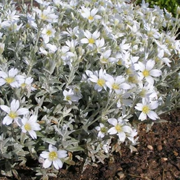 Ясколка войлочная (Cerastium tomentosum 'Cerastium')