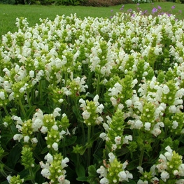Черноголовка крупноцветковая Альба (Prunella grandiflora 'Alba')