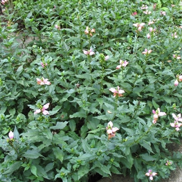 Хелоне Лайона (Chelone lyonii 'Chelone')