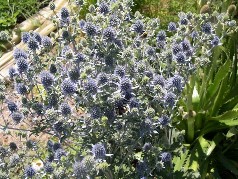 Синеголовник плосколистный (Eryngium planum 'Eryngium')