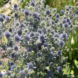 Синеголовник плосколистный (Eryngium planum 'Eryngium')