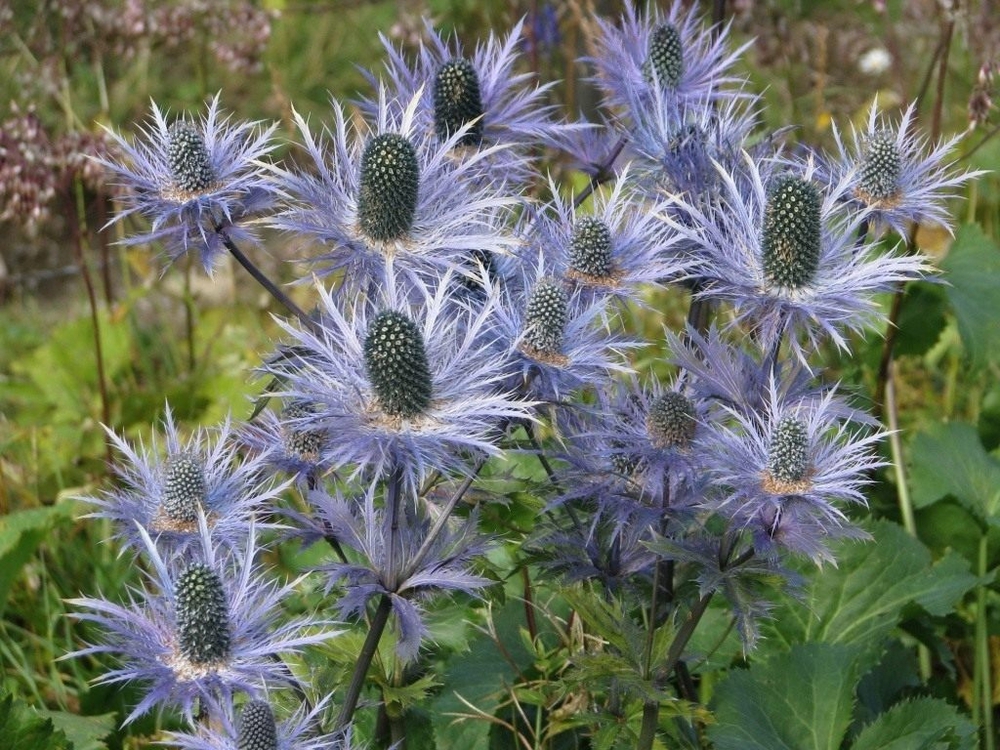 Синеголовник альпийский Блю Стар (Eryngium alpinum 'Blue Star')