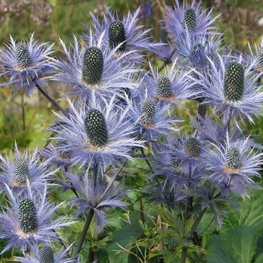 Синеголовник альпийский Блю Стар (Eryngium alpinum 'Blue Star')