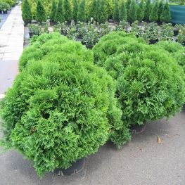 Туя западная Литтл Джайант (Thuja occidentalis 'Little Giant')
