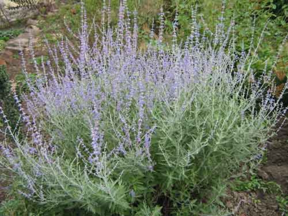 Перовския лебедолистная Силвери Блю (Perovskia atriplicifolia 'Silvery Blue')