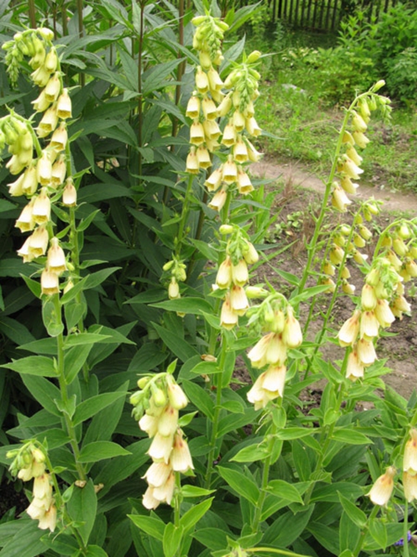 Наперстянка желтая (Digitalis lutea 'Digitalis')