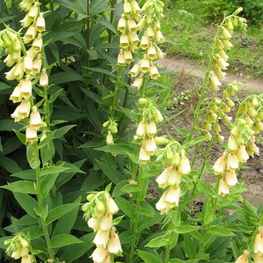 Наперстянка желтая (Digitalis lutea 'Digitalis')
