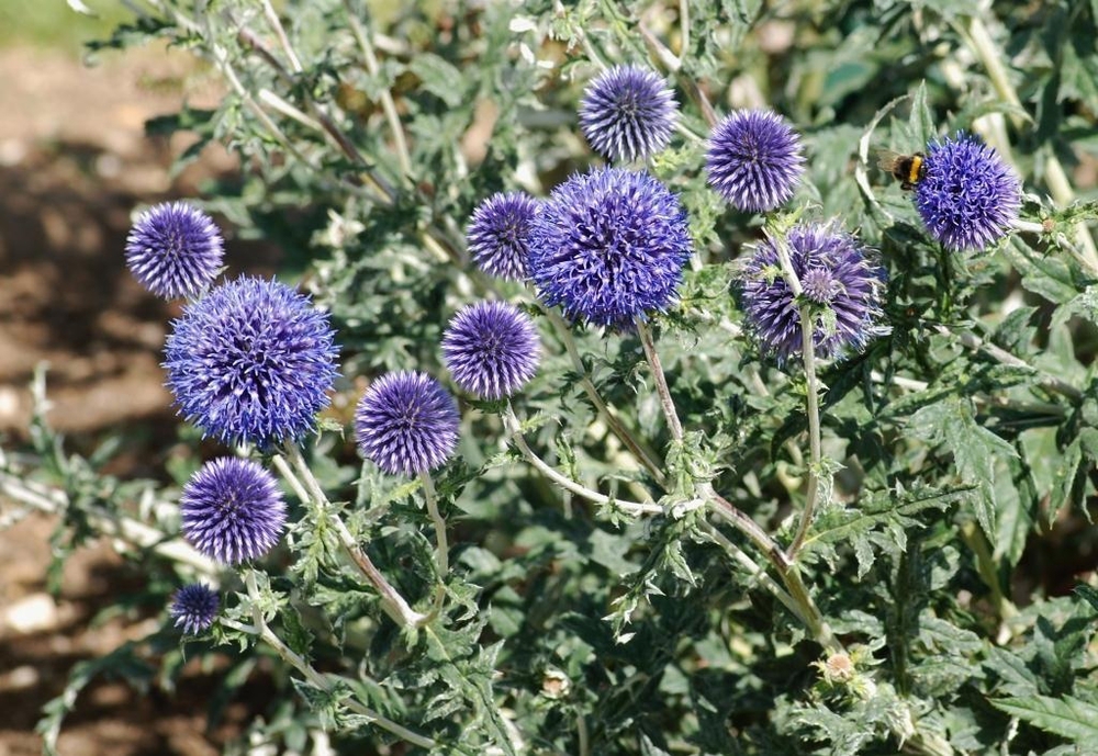 Мордовник шароголовый (Echinops sphaerocephalus 'Echinops')