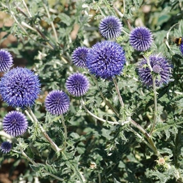 Мордовник шароголовый "Echinops"