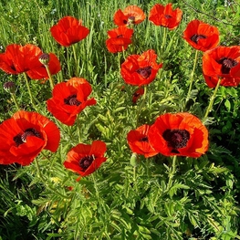 Мак восточный "Papaver orientale"