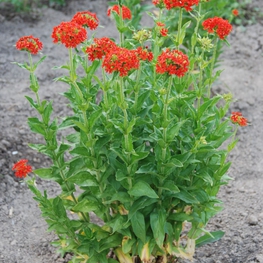 Лихнис халцедонский "Lychnis chalcedonica"