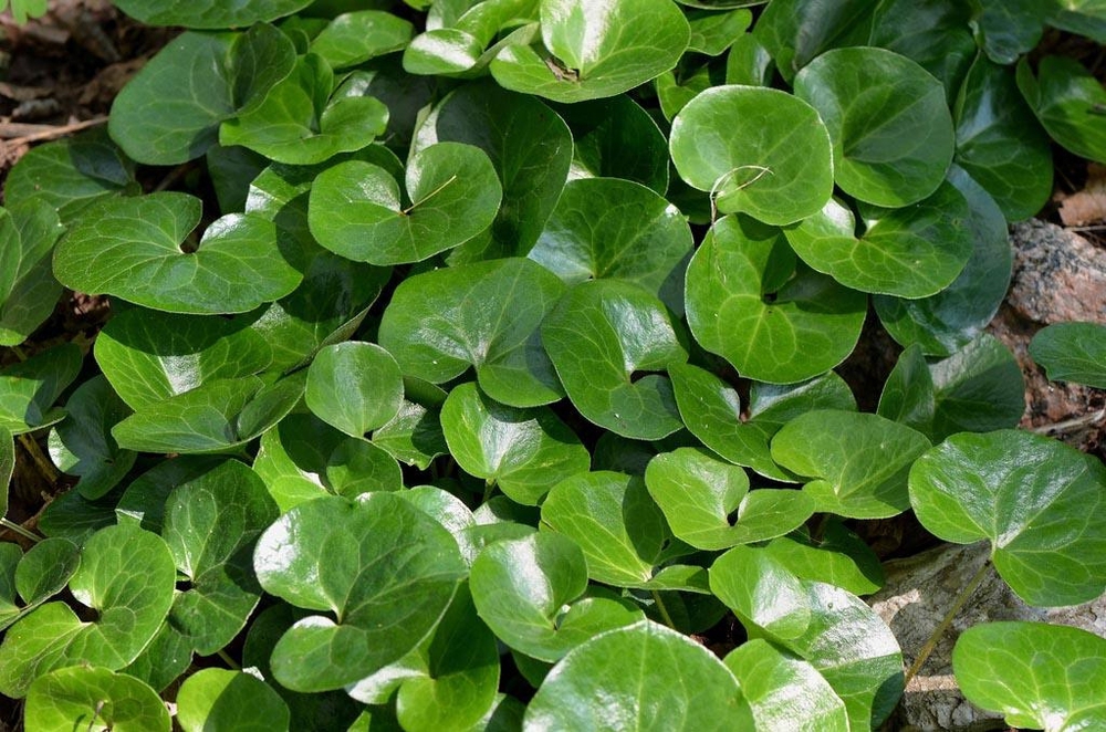 Копытень европейский (Asarum europaeum 'Asarum')