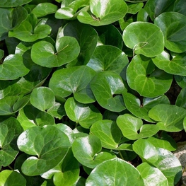 Копытень европейский (Asarum europaeum 'Asarum')