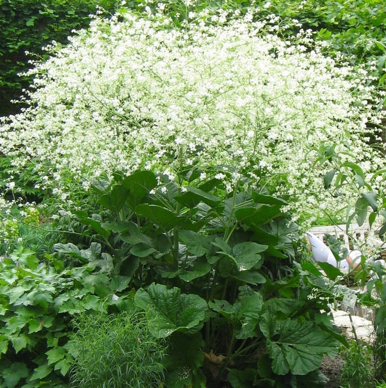 Катран сердцелистный (Crambe cordifolia 'Crambe')