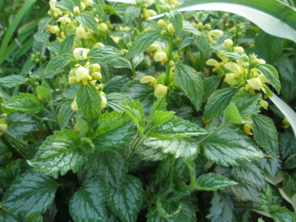 Зеленчук желтый (Galeobdolon luteum 'Galeobdolon')