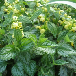 Зеленчук желтый (Galeobdolon luteum 'Galeobdolon')