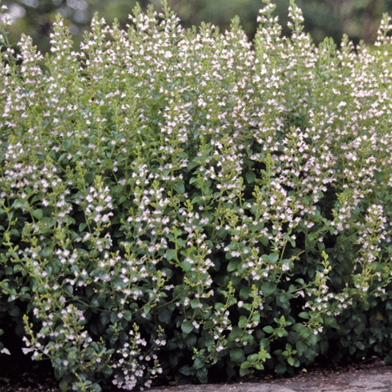 Душевик котовниковый Марвелетт Уайт (Calamintha nepeta 'Marvelette White')