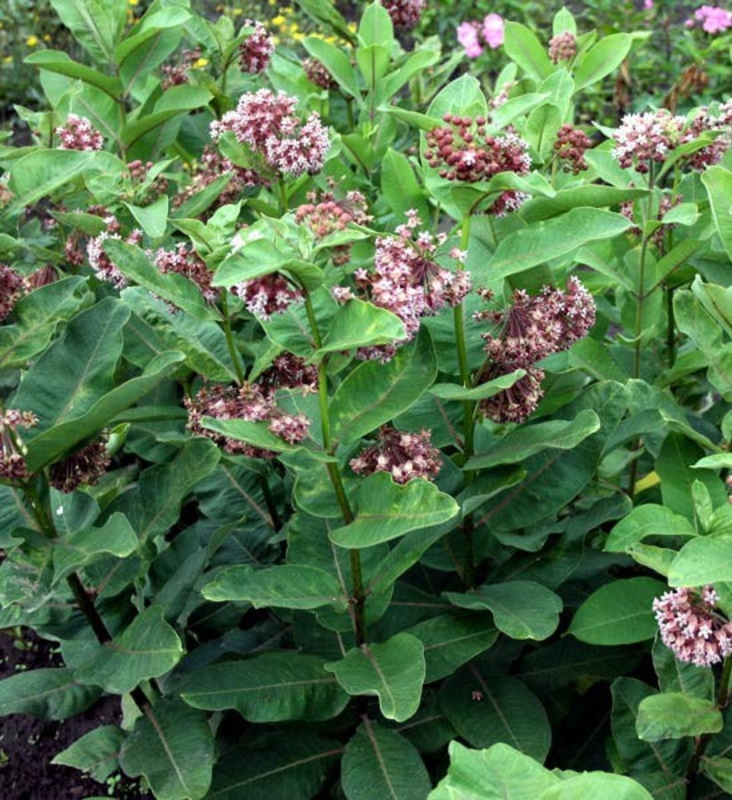 Ваточник сирийский (Asclepias syriaca 'Asclepias')