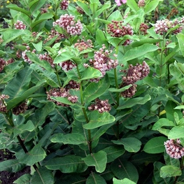 Ваточник сирийский (Asclepias syriaca 'Asclepias')