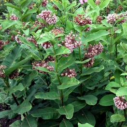 Ваточник сирийский "Asclepias"