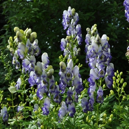 Аконит каммарум Биколор (Aconitum x cammarum 'Bicolor')