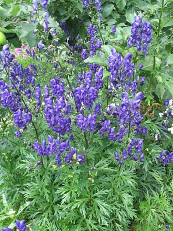 Аконит клобучковый (Aconitum napellus 'Aconitum')