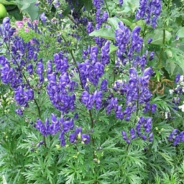 Аконит клобучковый (Aconitum napellus 'Aconitum')
