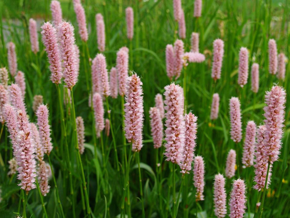 Горец змеиный Боркуло (Bistorta officinalis 'Borculo')