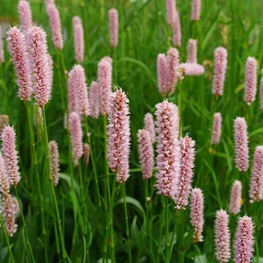 Горец змеиный Боркуло (Bistorta officinalis 'Borculo')