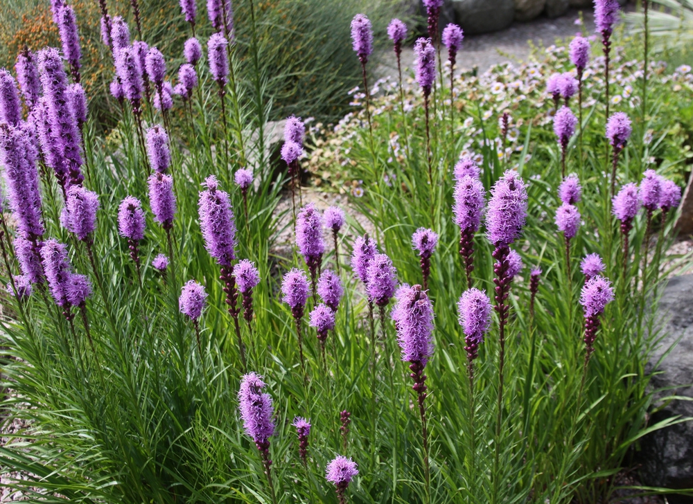 Лиатрис колосковый (Liatris spicata 'Liatris')