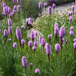 Лиатрис колосковый (Liatris spicata 'Liatris')