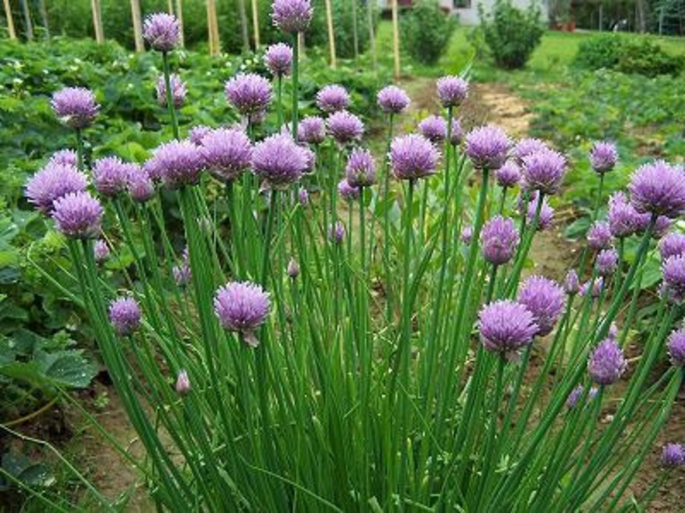 Лук резанец (Allium schoenoprasum 'Allium')
