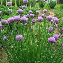 Лук резанец (Allium schoenoprasum 'Allium')