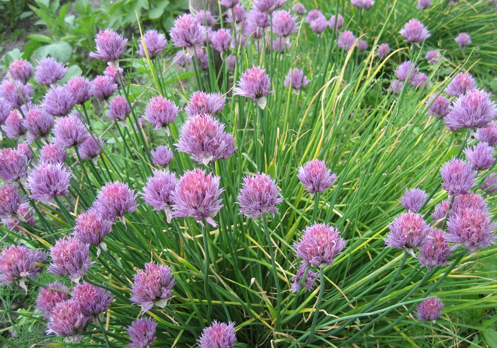 Лук Шнитт (Allium schoenoprasum 'Allium')