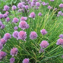 Лук Шнитт (Allium schoenoprasum 'Allium')