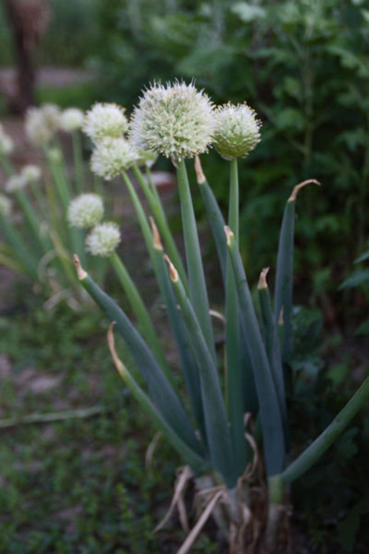 Лук батун (Allium fistulosum 'Allium')