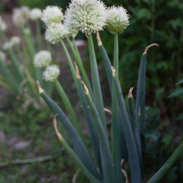 Лук батун (Allium fistulosum 'Allium')