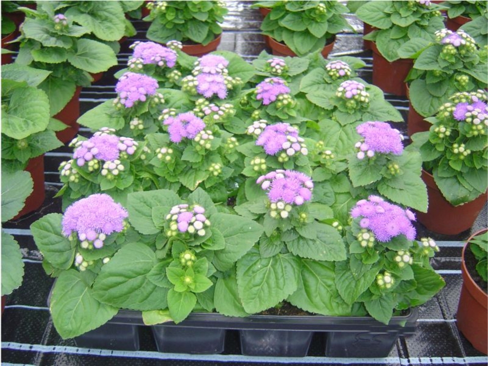 Агератум мексиканский (Ageratum houstonianum 'Ageratum')