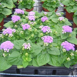 Агератум мексиканский (Ageratum houstonianum 'Ageratum')