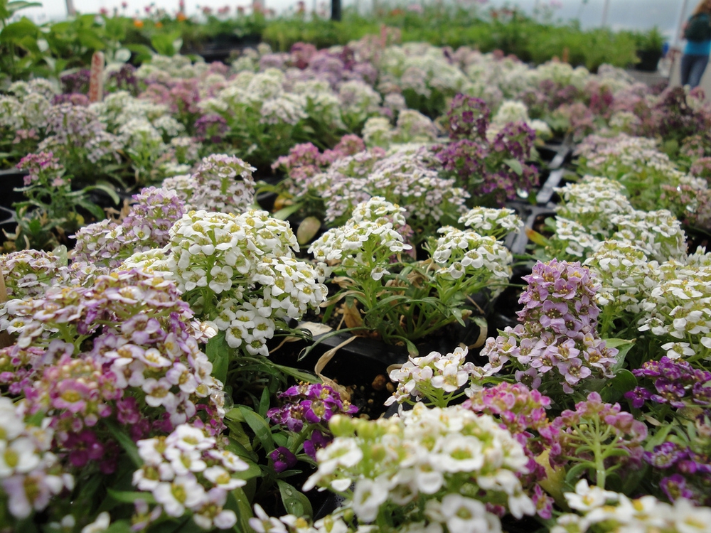 Алиссум морской (Lobularia maritima 'Alyssum')