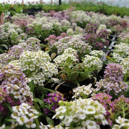 Алиссум морской (Lobularia maritima 'Alyssum')