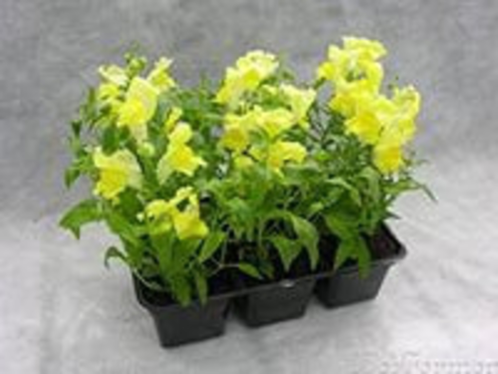 Антирринум (Antirrhinum majus 'Antirrhinum')
