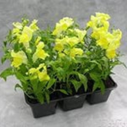 Антирринум (Antirrhinum majus 'Antirrhinum')